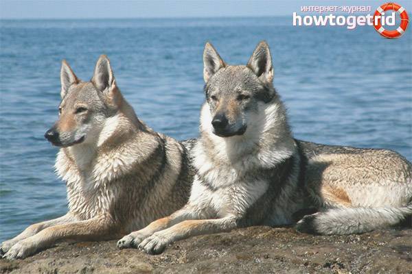 Кувас: стандарт венгерской породы, описание, характер и особенности содержания собаки, выбор щенков