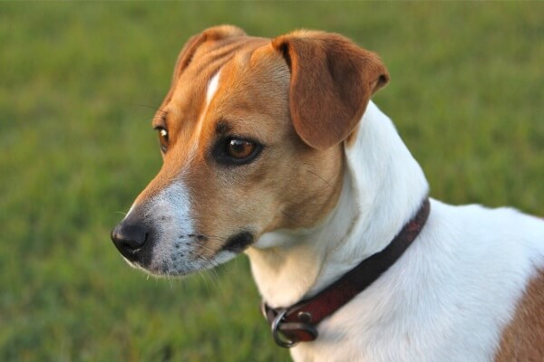 Разновидности джек-рассел-терьеров: о жесткошерстном и гладкошерстном виде