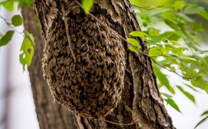 Приспособленности к среде обитания пчелы медоносной