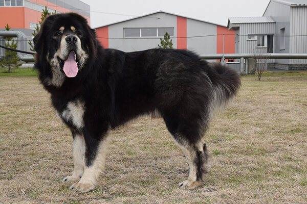 Какие существуют собаки волкодавы: описание русских, немецких и азиатских пород