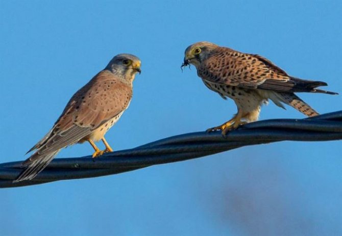 Птица чеглок: описание