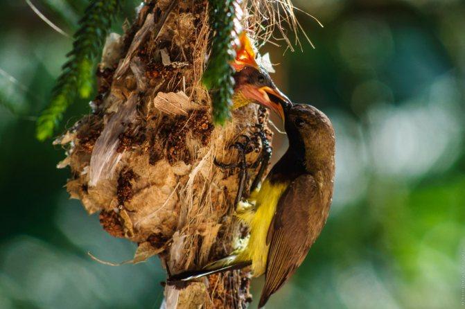 Нектарница: интересные факты о птицах