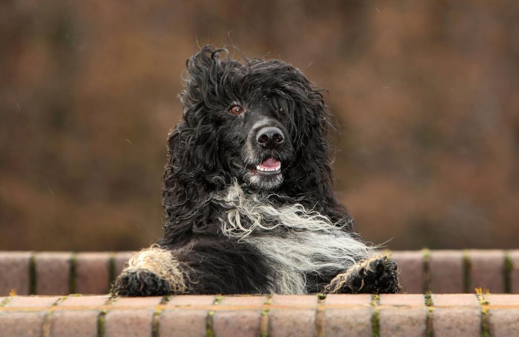 Португальская водяная собака — описание породы, нюансы ухода и воспитания собаки