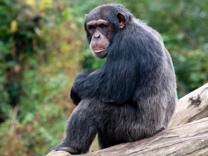 Как содержать обезьяну в домашних условиях: уход, питание