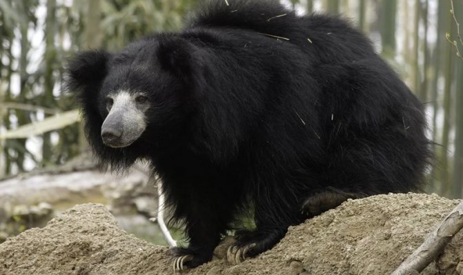 Медведь Губач: как выглядит, где обитает, чем питается и интересные факты