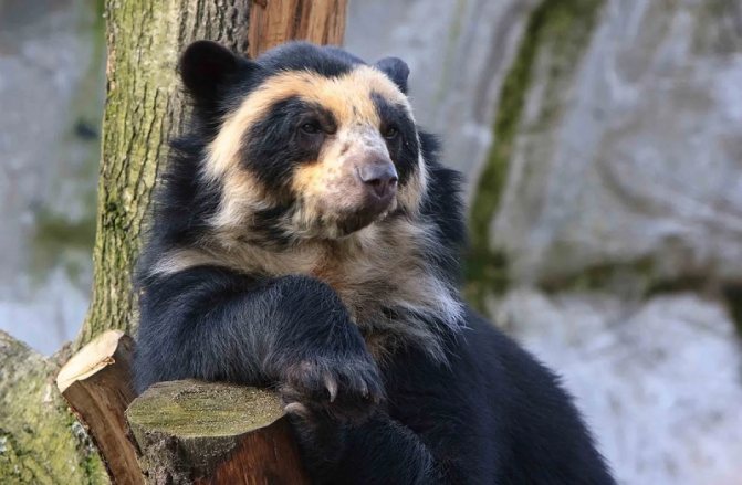 Очковый медведь: как выглядит, где обитает, чем питается и интересные факты