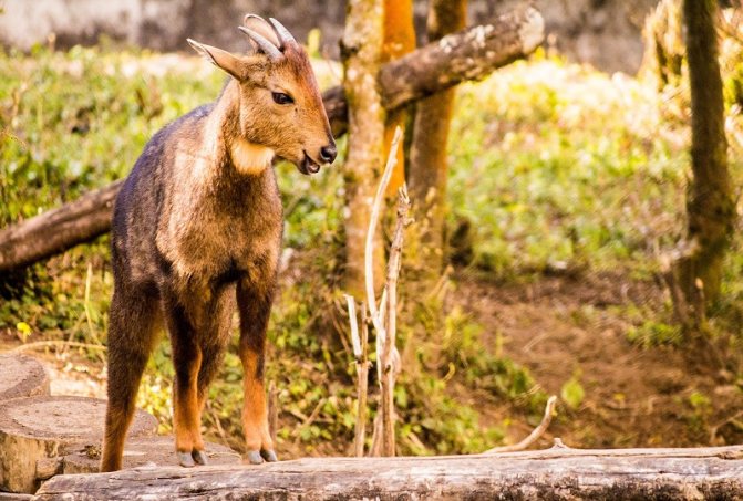 Амурский Горал (Фото): Как выглядит, Где обитает, Чем питается и Интересные факты