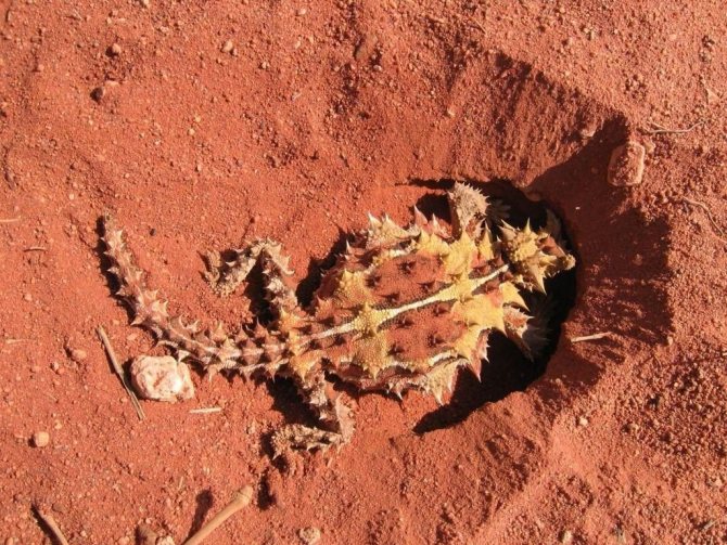 Ящерица молох – загадка австралийских пустынь