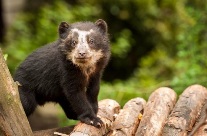 Очковый медведь: как выглядит, где обитает, чем питается и интересные факты