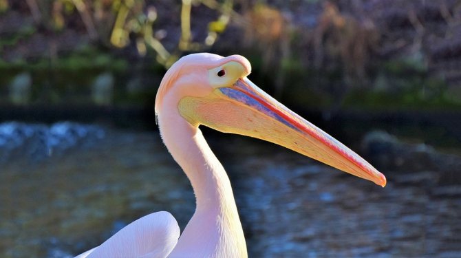 Розовый пеликан: распространение, численность, охрана