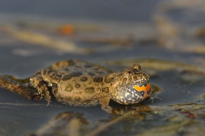 Краснобрюхая жерлянка: описание, фото лягушки, где обитает, чем питается, насколько ее яд опасен для человека, особенности зимней спячки, интересные факты