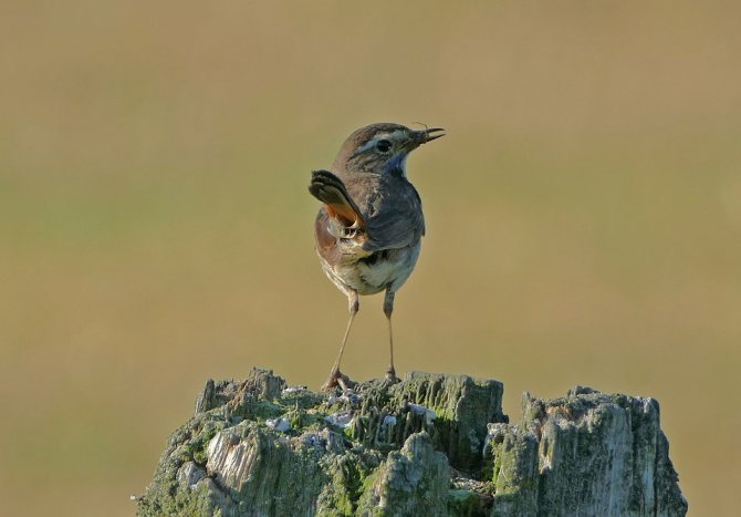 Варакушка: описание птицы с ярким клювом, фото, где обитает, чем питается, цвета, подвиды, интересные факты