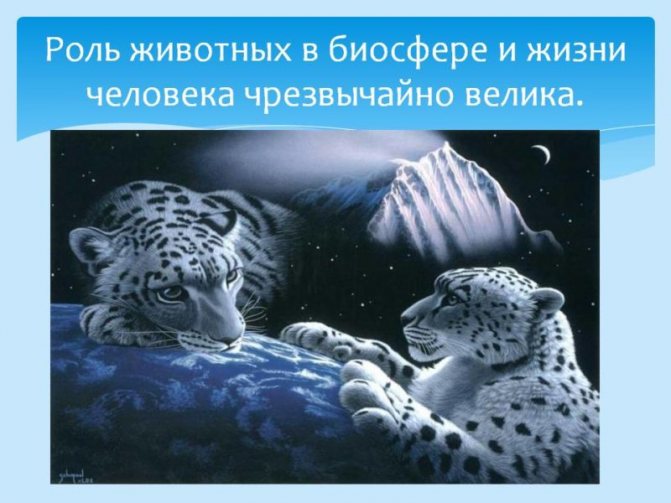 29 интересных фактов о рыси