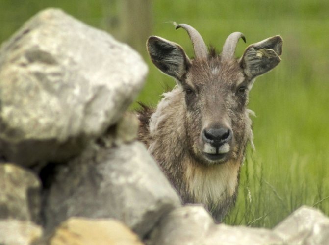 Амурский Горал (Фото): Как выглядит, Где обитает, Чем питается и Интересные факты