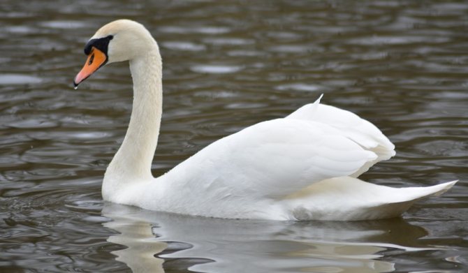 Лебеди: фото и описение, где зимуют, когда улетают, как называется детеныш