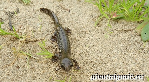 Сибирский углозуб — интересные факты и сведения