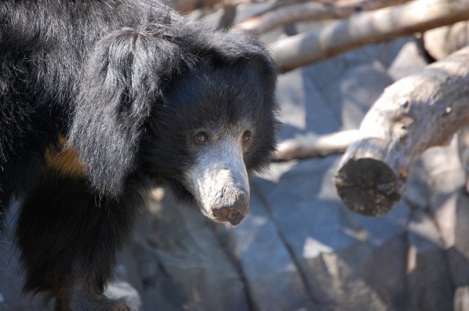 Медведь Губач: как выглядит, где обитает, чем питается и интересные факты