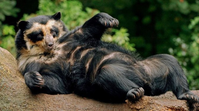 Очковый медведь: как выглядит, где обитает, чем питается и интересные факты