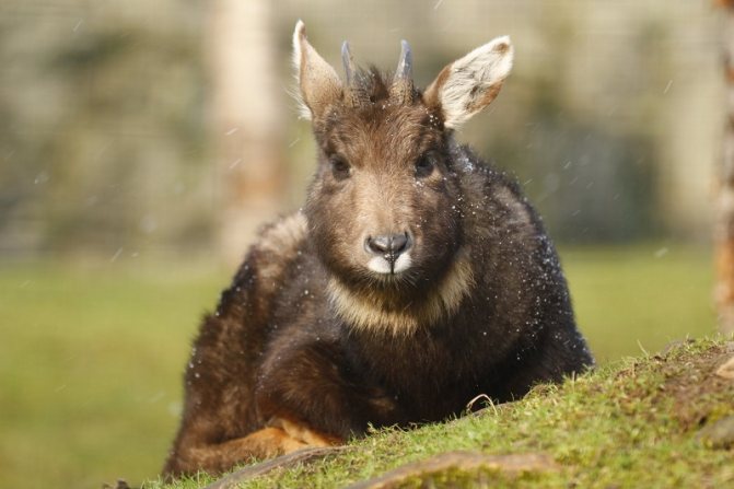 Амурский Горал (Фото): Как выглядит, Где обитает, Чем питается и Интересные факты