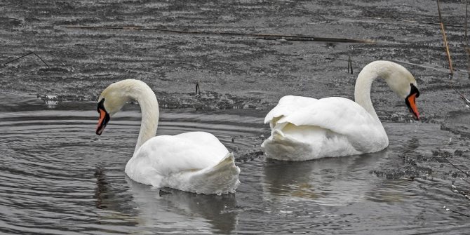 Лебеди: фото и описение, где зимуют, когда улетают, как называется детеныш