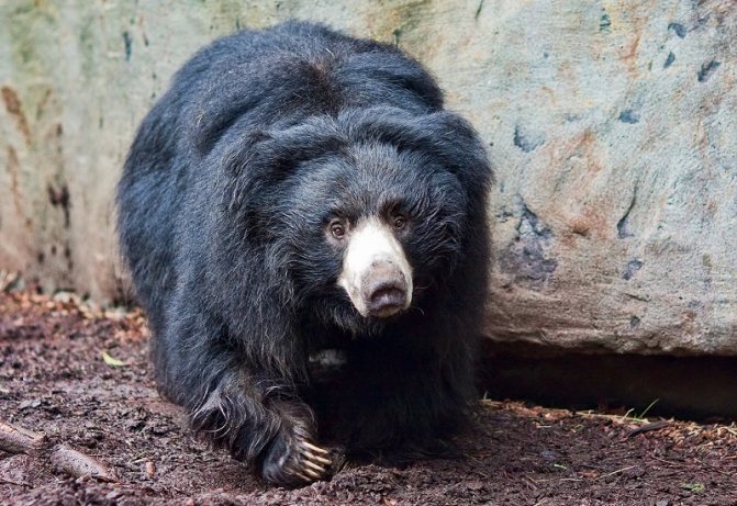 Медведь Губач: как выглядит, где обитает, чем питается и интересные факты