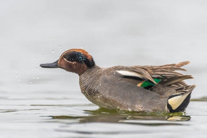 Чирок свистунок - самая маленькая утка