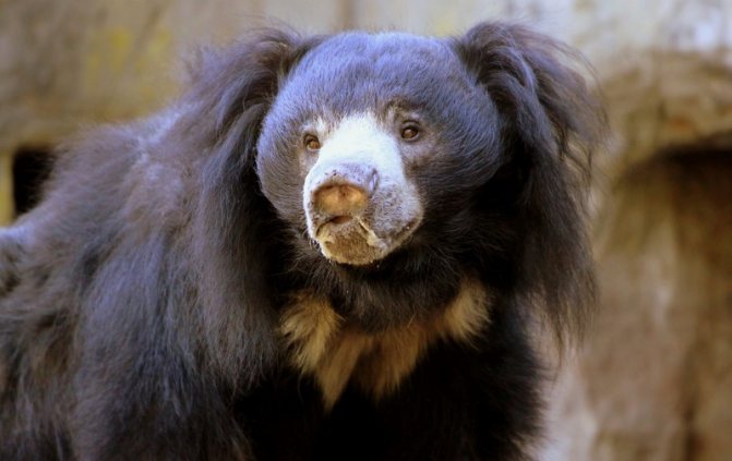 Медведь Губач: как выглядит, где обитает, чем питается и интересные факты