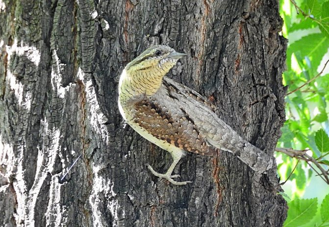 Вертишейка - птица-змея, дятел с голосом сокола