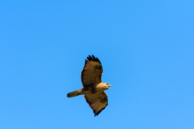 Ястреб-перепелятник: описание птицы, особенности, виды, образ жизни
