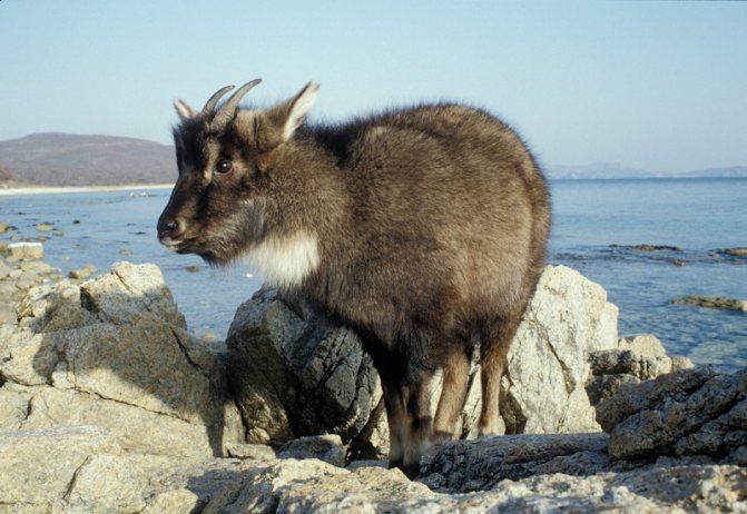 Амурский Горал (Фото): Как выглядит, Где обитает, Чем питается и Интересные факты