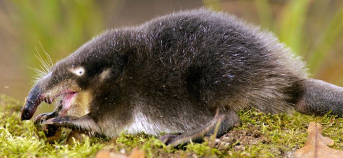 Русская выхухоль из Красной книги – краткое описание