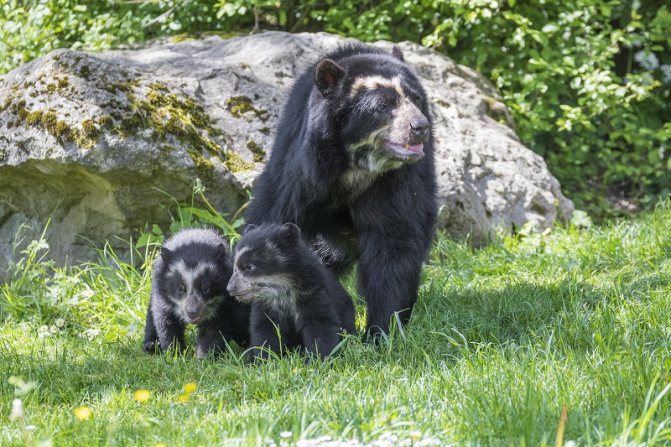 Очковый медведь: как выглядит, где обитает, чем питается и интересные факты