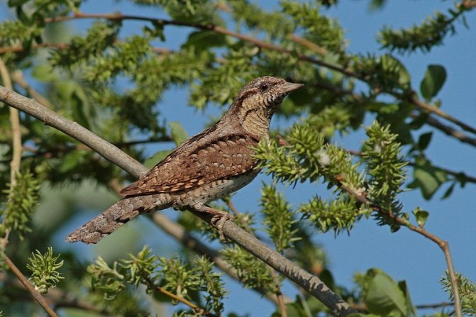 Вертишейка - птица-змея, дятел с голосом сокола