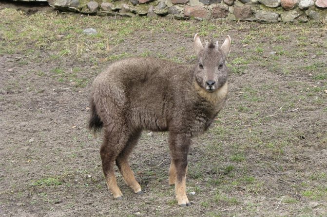 Амурский Горал (Фото): Как выглядит, Где обитает, Чем питается и Интересные факты