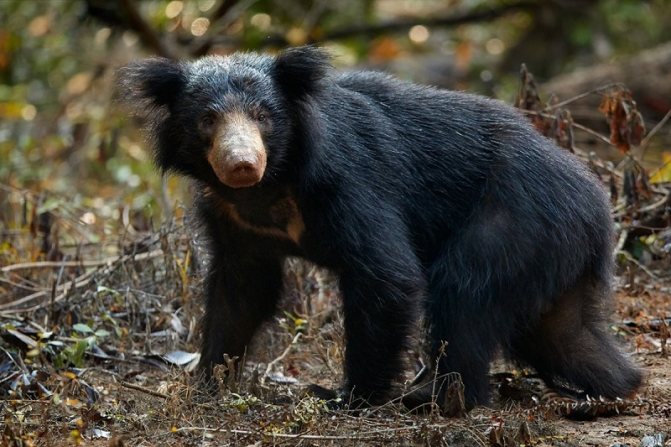 Медведь Губач: как выглядит, где обитает, чем питается и интересные факты