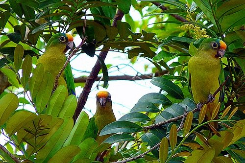 Попугай Аратинга: солнечный, золотой, яндайя, черноголовый