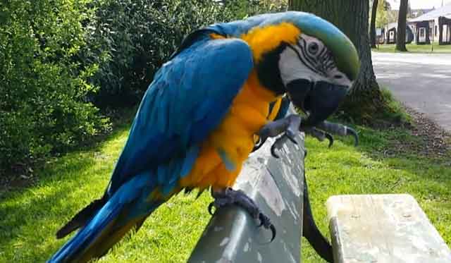 Попугай ара: сколько лет живет в дикой природе и домашних условиях, что влияет на продолжительность, как продлить существование