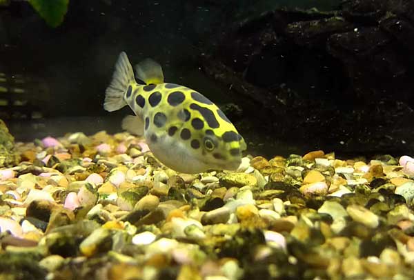 Карликовый тетрадон: совместимость, содержание, уход