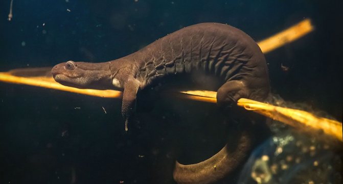 Сибирский углозуб — интересные факты и сведения