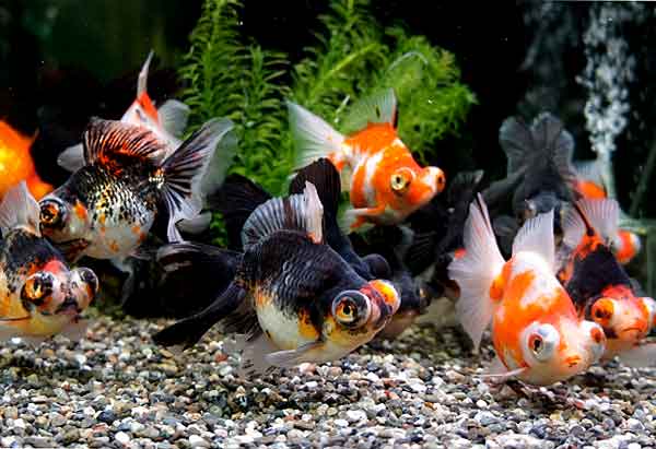 Рыбка телескоп: особенности содержания аквариумных рыб черного и золотого цветов, основы ухода за аквариумом