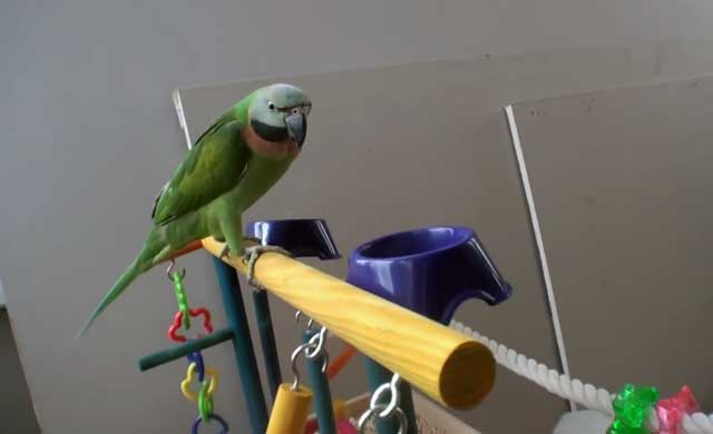 Сколько живут ожереловые попугаи в домашних условиях и дикой природе