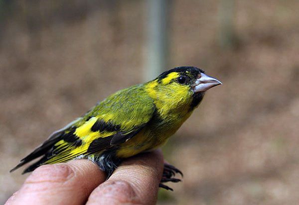 Птица чиж: содержание певчей птицы в неволе