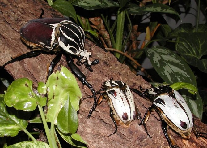 Как выглядит жук-голиаф