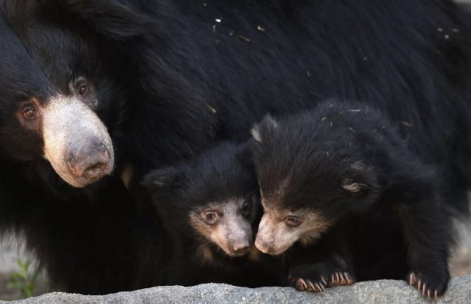 Медведь Губач: как выглядит, где обитает, чем питается и интересные факты
