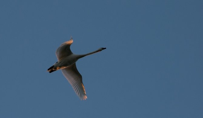 Лебеди: фото и описение, где зимуют, когда улетают, как называется детеныш