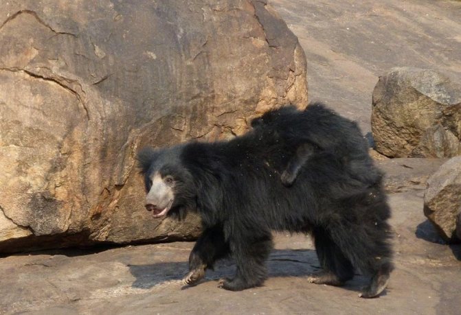 Медведь Губач: как выглядит, где обитает, чем питается и интересные факты