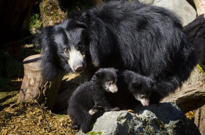 Медведь Губач: как выглядит, где обитает, чем питается и интересные факты