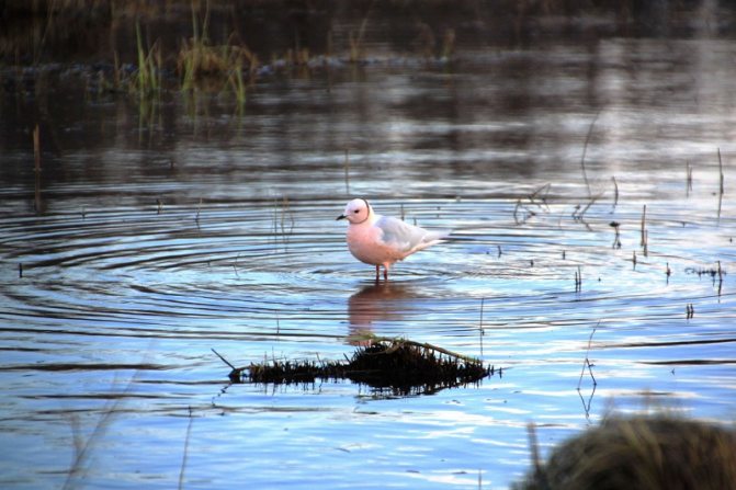 Розовая чайка: где обитает?