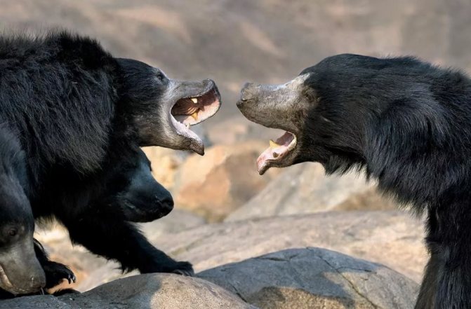 Медведь Губач: как выглядит, где обитает, чем питается и интересные факты