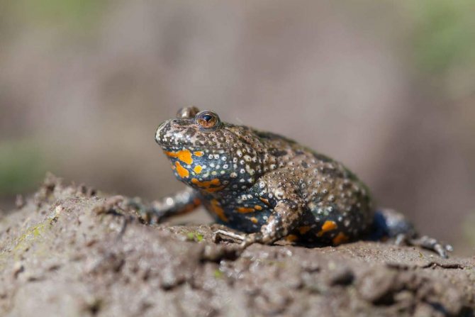 Краснобрюхая жерлянка: описание, фото лягушки, где обитает, чем питается, насколько ее яд опасен для человека, особенности зимней спячки, интересные факты